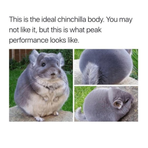 Meet the Chinch! - Picture 4 of 4